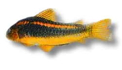 Pansermalle Corydoras aeneus (Peru Gold Strip)